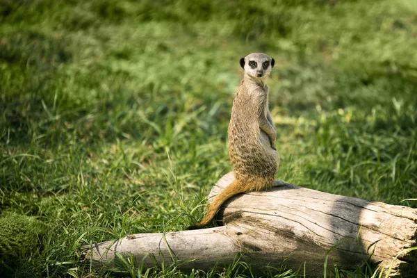 Ein Erdmännchen Auf Einer Uhr Die Auf Einer Wiese Steht — Stockfoto