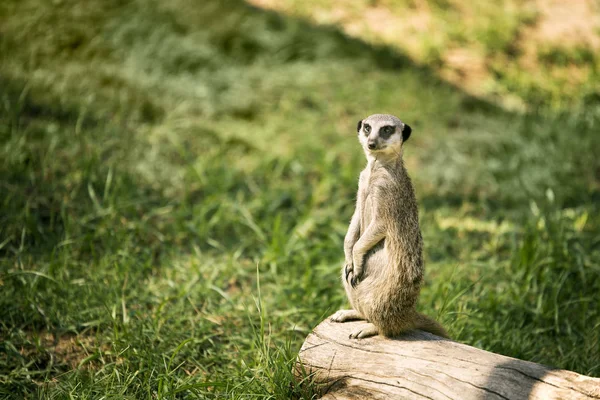 One Meerkat Watch Standing Meadow — Stock Photo, Image