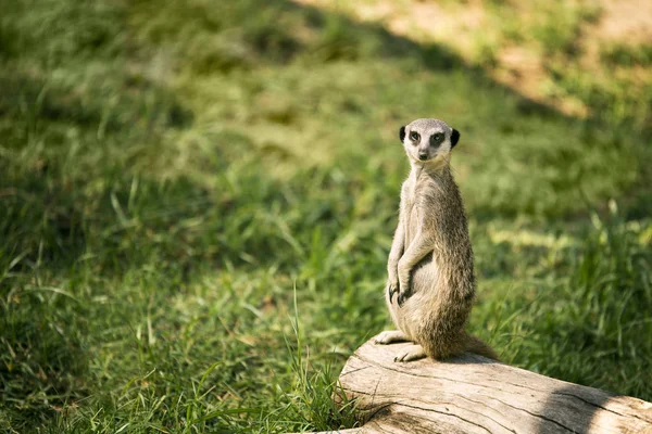 One Meerkat Watch Standing Meadow Looking Camera — Stock Photo, Image