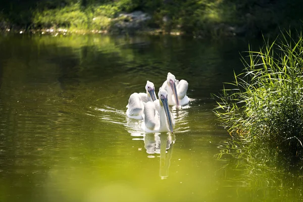 Drei Pelikane Schwimmen Einem See Zoo — Stockfoto