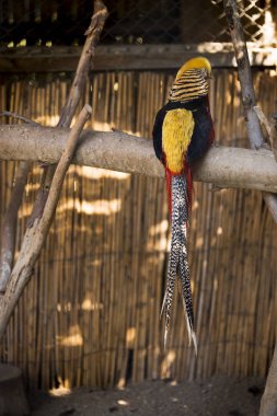 Donald Trump kuş bilinen cüretli altın kuş.