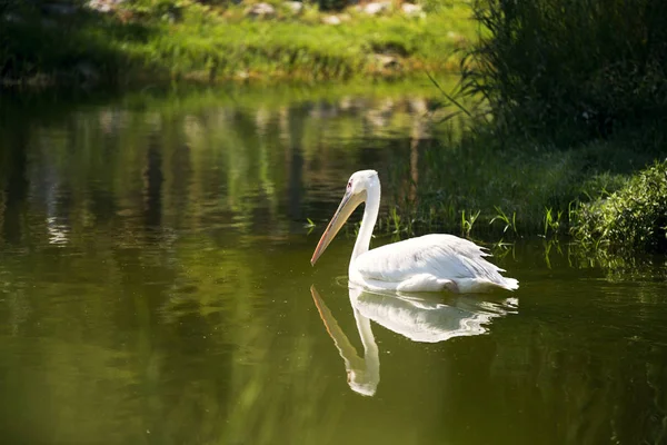 Ein Pelikan Schwimmt Einem See Zoo — Stockfoto