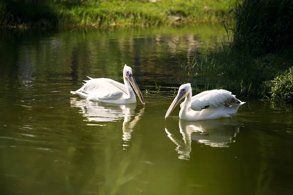 Zwei Pelikane Schwimmen Einem See Zoo — Stockfoto