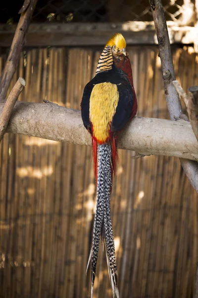 Audacieux Oiseau Doré Connu Sous Nom Donald Trump Bird — Photo