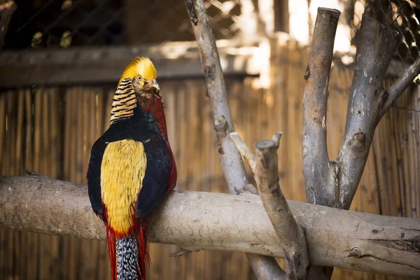 Audacieux Oiseau Doré Connu Sous Nom Donald Trump Bird — Photo