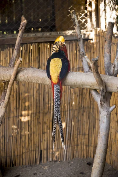 Audacieux Oiseau Doré Connu Sous Nom Donald Trump Bird — Photo