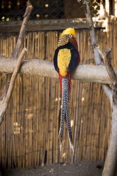 Audacieux Oiseau Doré Connu Sous Nom Donald Trump Bird — Photo