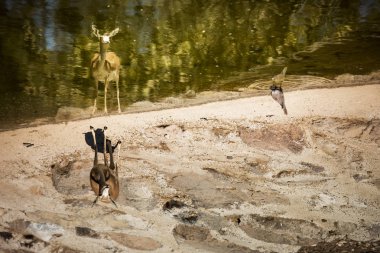 Kendisi ve bir kuş yansıması ile kenarında sular yakınındaki bir ceylan.