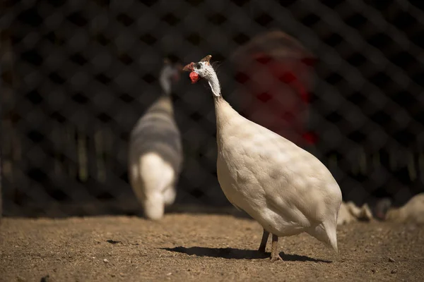 Pájaro Guinea Blanca Una Jaula — Foto de Stock