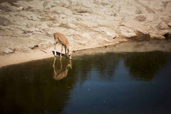 Una Gacela Cerca Del Borde Las Aguas Con Reflejo Misma —  Fotos de Stock