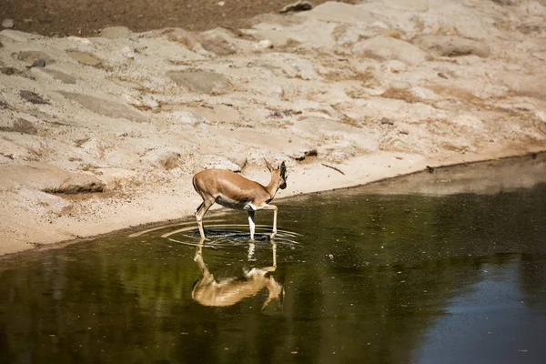 Une Gazelle Près Bord Eau Avec Reflet Lui Même — Photo