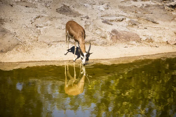 Eine Gazelle Der Nähe Des Wasserrandes Mit Der Spiegelung Ihrer — Stockfoto
