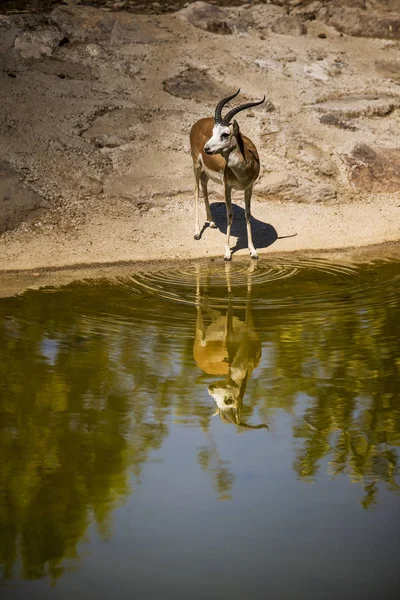 Eine Gazelle Der Nähe Des Wasserrandes Mit Der Spiegelung Ihrer — Stockfoto