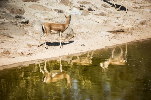 Três Gazelas Perto Reflexo Borda Das Águas Vemos Uma Delas — Fotografia de Stock