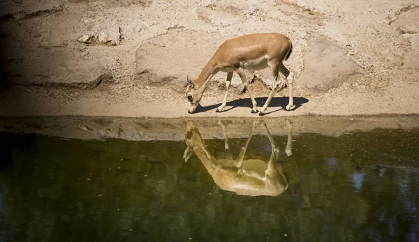 One Gazelle Waters Edge Reflection Itself — Stock Photo, Image