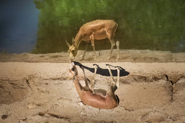 Eine Gazelle Der Nähe Des Wasserrandes Mit Der Spiegelung — Stockfoto