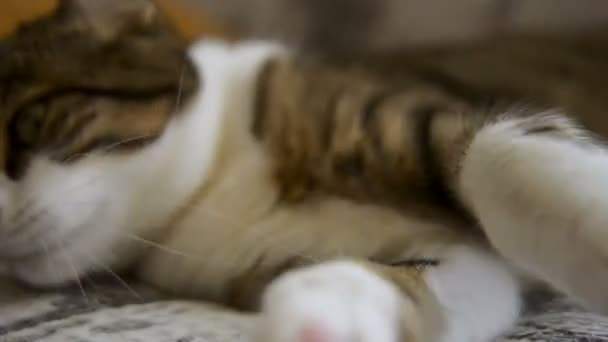 Tabby Cat Beim Putzen Und Liegen Auf Einem Sofa Fps — Stockvideo