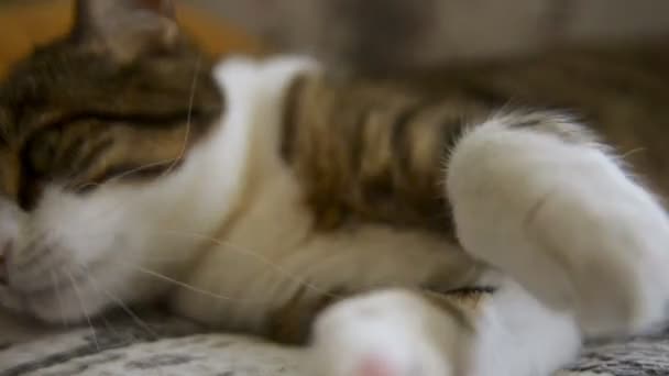 Tabby Katt Rengöring Och Liggande Soffa Saktade Fps Till Fps — Stockvideo