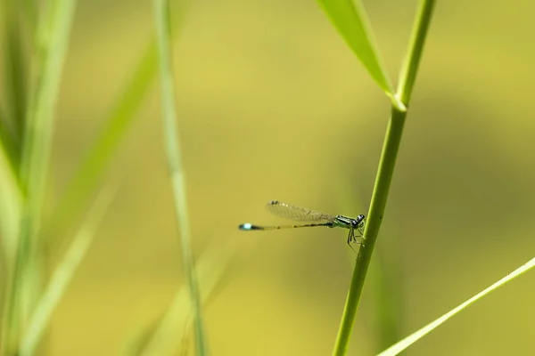 蜻蜓关闭拍摄的绿色背景 — 图库照片