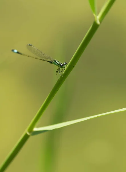 Libellula Primo Piano Colpo Uno Sfondo Verde — Foto Stock