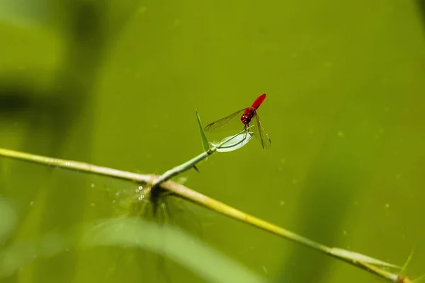 Червоний Dragonfly Крупним Планом Постріл Зеленому Тлі — стокове фото