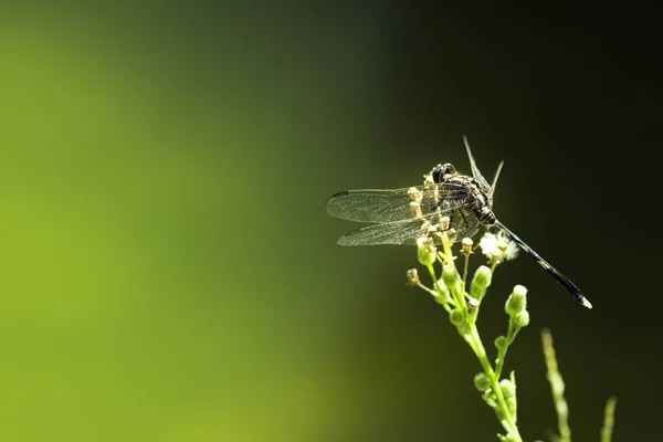 Dragonfly Dicht Omhoog Geschoten Een Groene Achtergrond — Stockfoto