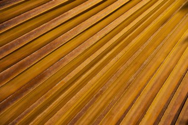 Kuru ve sarı renkli palmiye yaprağı.