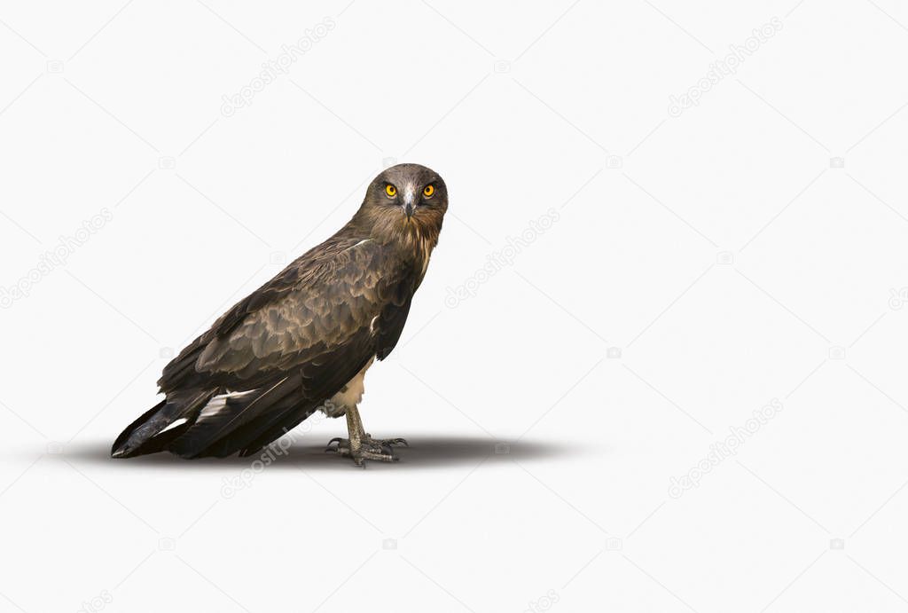 Falcon looking at camera on a white background.