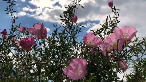 Stopy Pozadí Růžové Máku Flovers — Stock video