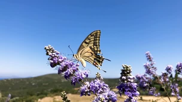 黄色い蝶はラベンダーと青い空を背景にクローズ アップ 映像をスローモーション — ストック動画