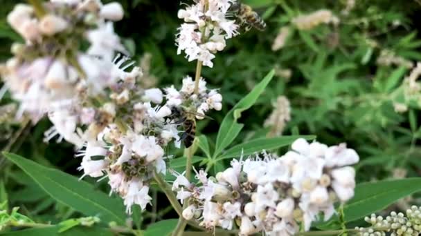 Zwei Honigbienen Bestäuben Und Fliegen Auf Weißen Blüten Auf Grünem — Stockvideo