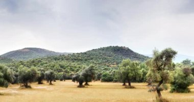 30 saniye 4k görüntüleri için zeytin alanının panoramik görünüm.