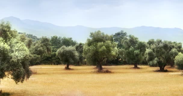 Panoramisch Uitzicht Van Olive Veld Voor Seconden Beeldmateriaal — Stockvideo