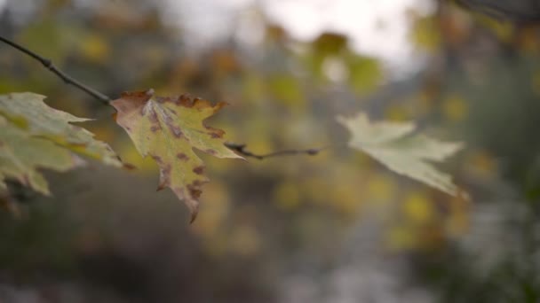 冬の曇り空の枝の葉を乾燥します — ストック動画