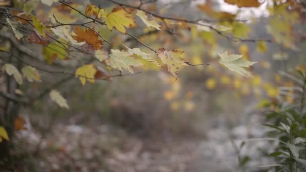 冬天的树枝上干燥的叶子和多云的天空 — 图库视频影像