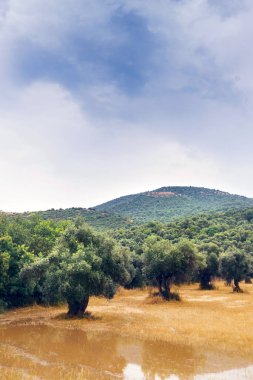 Bulutlu gökyüzü ile zeytin ağacı alanının dikey görünüm.