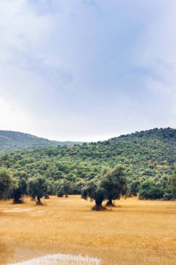 Bulutlu gökyüzü ile zeytin ağacı alanının dikey görünüm.