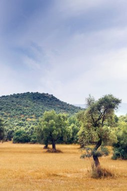 Bulutlu gökyüzü ile zeytin ağacı alanının dikey görünüm.