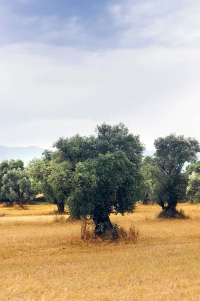 Vertikální Zobrazení Pole Olivovníku Oblohou — Stock fotografie