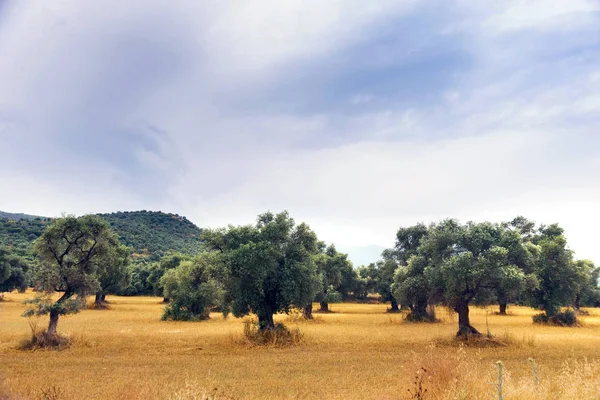 Pejzaż Widok Drzewa Oliwnego Pola Pochmurnego Nieba — Zdjęcie stockowe