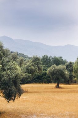 Bulutlu gökyüzü ile zeytin ağacı alanının dikey görünüm.