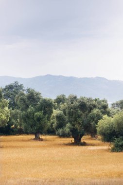 Bulutlu gökyüzü ile zeytin ağacı alanının dikey görünüm.