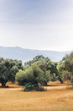 Bulutlu gökyüzü ile zeytin ağacı alanının dikey görünüm.