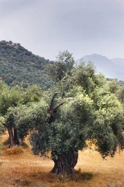 Vertikální Pohled Jednoho Olivovníku Oblohou — Stock fotografie