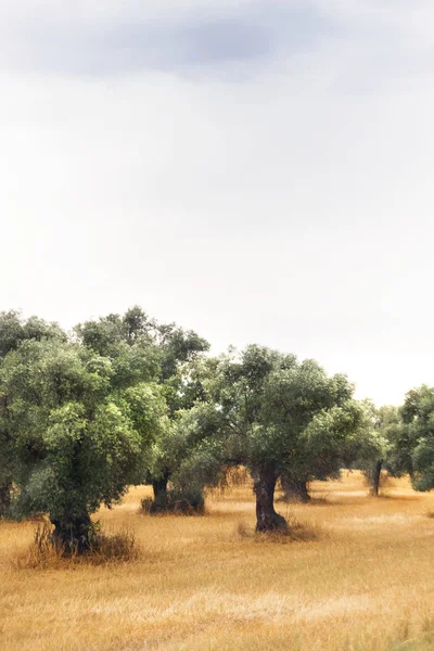 Vista Vertical Campo Oliveira Com Céu Nublado — Fotografia de Stock