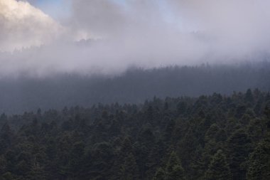 Kışın çam ağaçları.