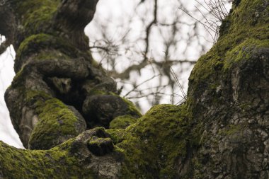 Bir ağaç üzerinde kış sezonu moss.