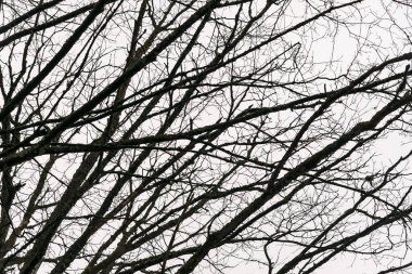 Kışın yapraksız dalları.