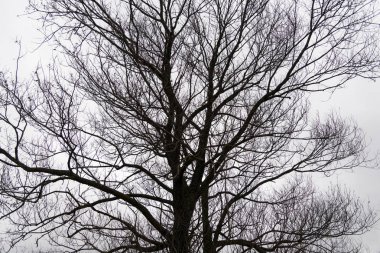Kışın yapraksız dalları.
