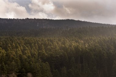 Kışın çam ağaçları.